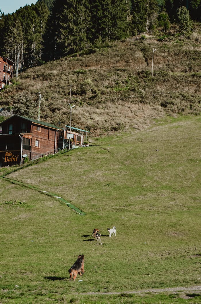 Three dogs frolic on a lush hillside near a rustic house in Rize, Türkiye.