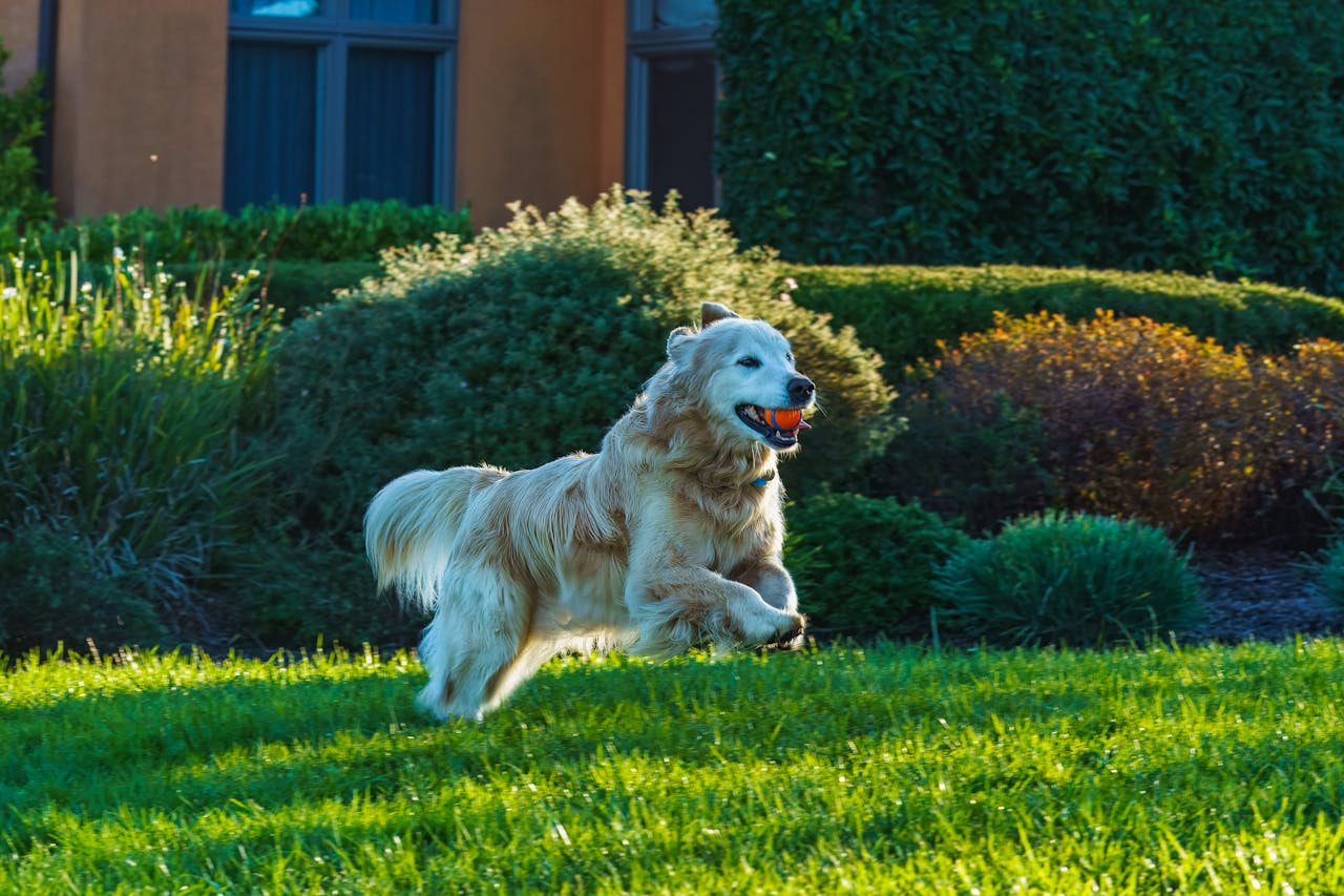 Joyful Golden Retriever running with a ball in a sunny garden.